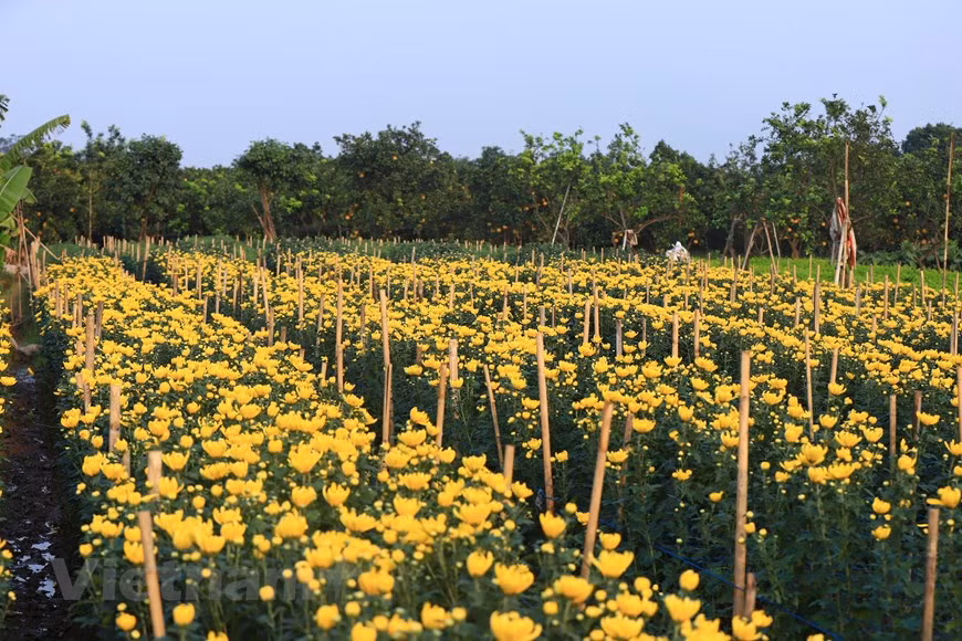 Las flores que florecen temprano se cortan para la preventa (Fuente: Vietnam +)