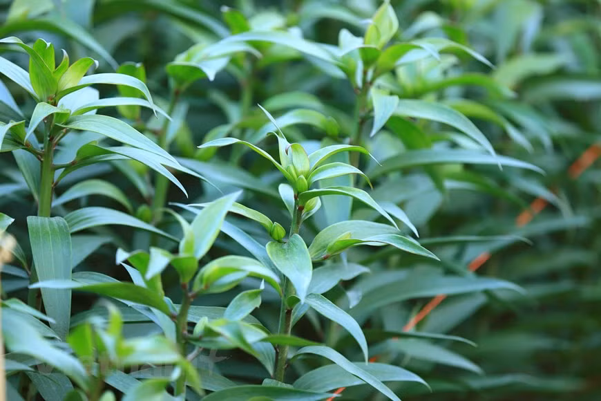 Los lirios son fáciles de cuidar. Sin embargo, este tipo de flor florecerá rápidamente si el clima es cálido y soleado (Fuente: Vietnam +)