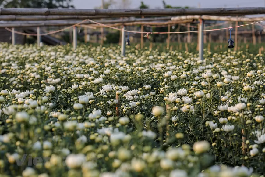 Además de las margaritas y lirios, la aldea floral de Tay Tuu también es famosa por cultivar las rosas, violetas, y dalia (Fuente: Vietnam +)