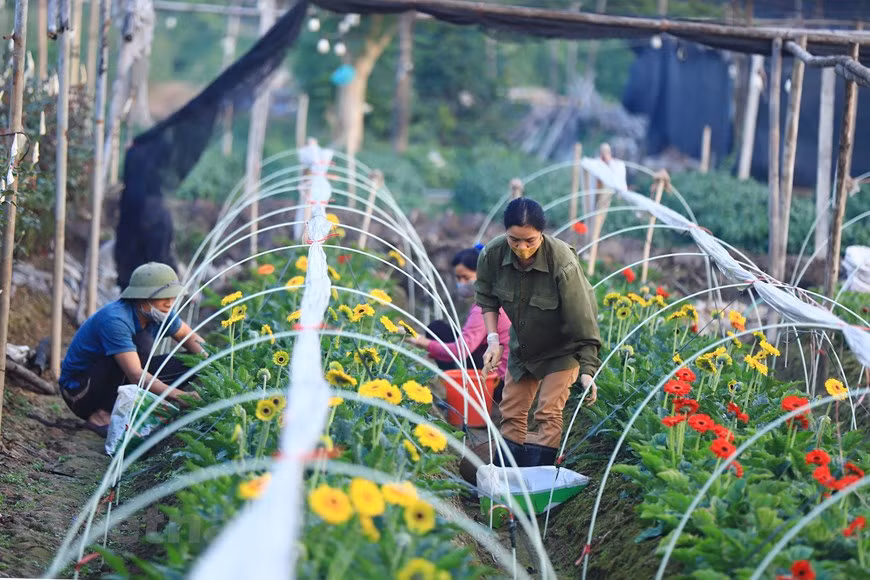 Los lirios, rosas y crisantemos constituyen los tipos de flores principales cultivadas para servir a los pobladores en ocasión del Año Nuevo Lunar (Fuente: Vietnam +)