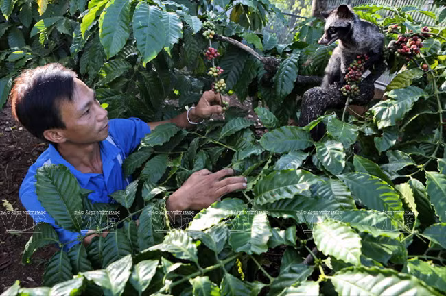 Los criadores también deben chequear la salud de los animales