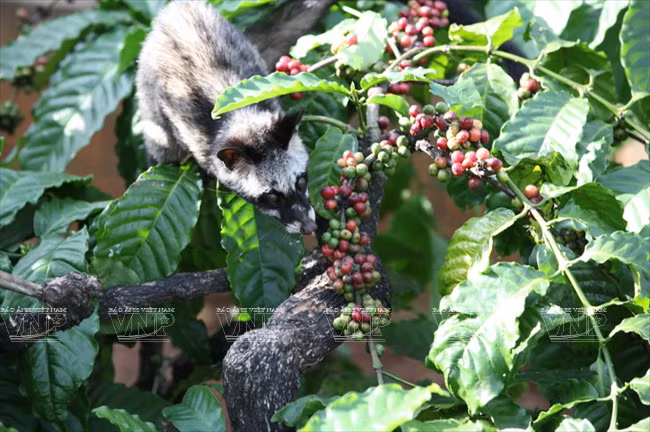 Visón come frutos del café en las granjas de la compañía