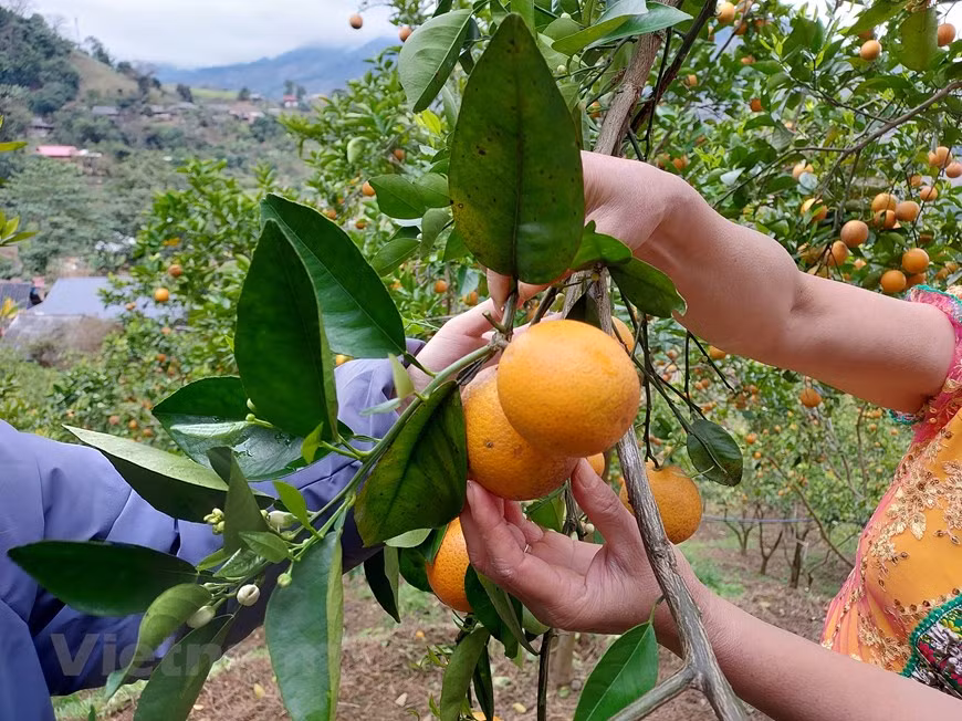 Normalmente, los pobladores cultivan variedades de naranja fuera de temporada en la comuna de Suoi Bang, distrito de Moc Chau, provincia norteña de Son La. Gracias a la característica de maduración tardía, las naranjas de Suoi Bang ganan mayor valor en esta época. Los comerciantes vienen a comprar al jardín por 30 mil VND (1,3 dólares) el kilogramo. Las frutas no son grandes pero sí dulces y jugosas. La principal temporada de cosecha de naranjas comienza antes de las celebraciones del Año Nuevo Lunar; sin embargo, debido a la alta producción, el precio se mantiene bajo. Después del Tet, viene la temporada baja de la naranja. (Foto: Vietnam+)