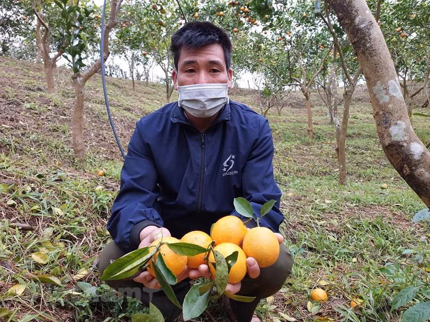 Como la compraventa de sus productos está garantizada, los pobladores de Suoi Bang se han sentido seguros en los últimos años al realizar sus labores agrícolas, ya no se preocupan por la presión del precio o la imposibilidad de vender. Dinh Cong Lieu dijo que su familia posee tres hectáreas de naranjos en la colina. Todos los días, el agricultor revisa si el árbol tiene plagas o enfermedades y poda las hojas viejas y la fruta dañada. Para que las naranjas alcancen el tamaño estándar, cortará las flores y los frutos pequeños, manteniendo solo cierta cantidad de frutos para que cada árbol produzca de 50 a 70 kilogramos de frutos maduros cada temporada. (Foto: Vietnam+)