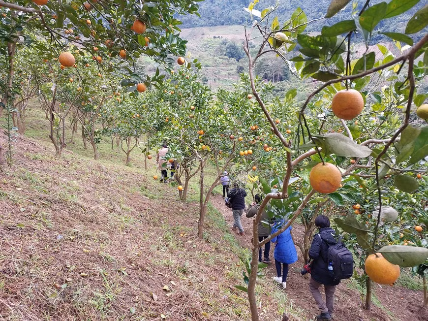 Tras la significativa etapa del Año Nuevo Lunar, los visitantes de Moc Chau pueden experimentar cómo las personas cuidan los naranjos de acuerdo con los estándares de buenas prácticas agrícolas vietnamitas VietGAP y cómo cosechan manualmente las frutas maduras. Los agricultores cultivan la naranja de Moc Chau mediante el método orgánico, sin rociar pesticidas o herbicidas. Por el contrario, también crean hierba debajo de la raíz del árbol para tener una capa de humus natural, con el propósito de mantener la humedad y los nutrientes para los naranjos. Si el árbol tiene plagas, se rocía con ajo, chile y canela. Las hojas viejas y dañinas deben podarse a tiempo. (Foto: Vietnam+)