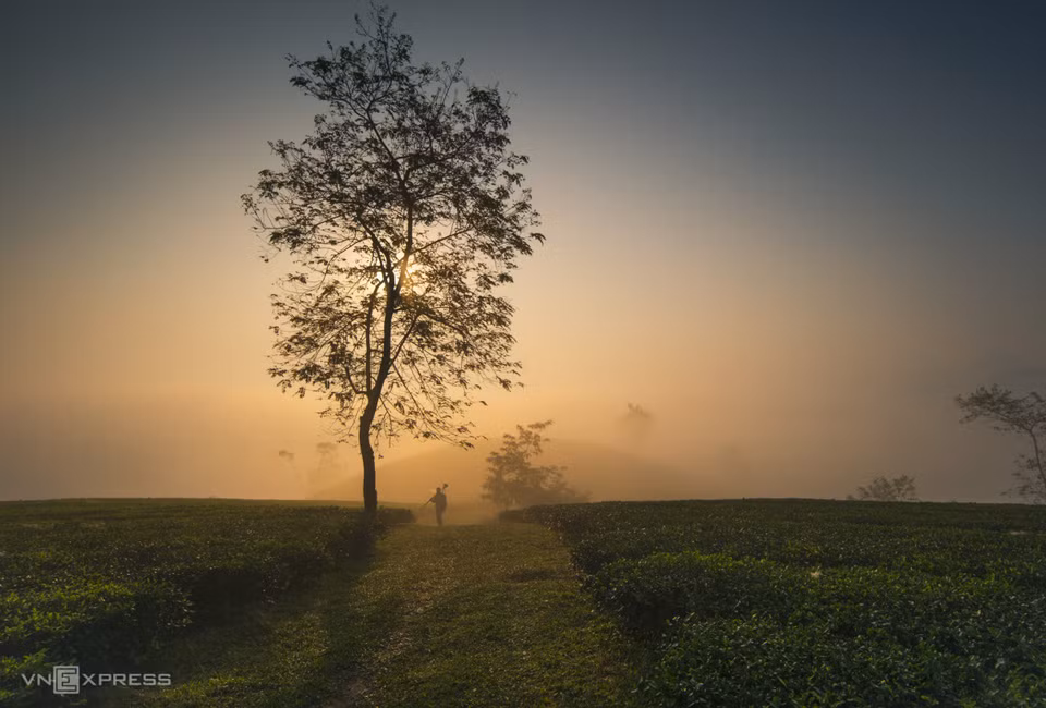 Las colinas de té de Long Coc son consideradas las más hermosas de Vietnam, por lo que la localidad cuenta con gran potencial para el desarrollo turístico (Fuente: VNA)