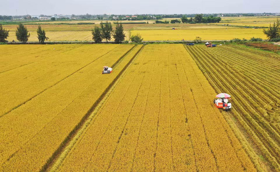 Vietnam se convirtió en uno de los principales exportadores de productos agrícolas del mundo (Foto: VNA)
