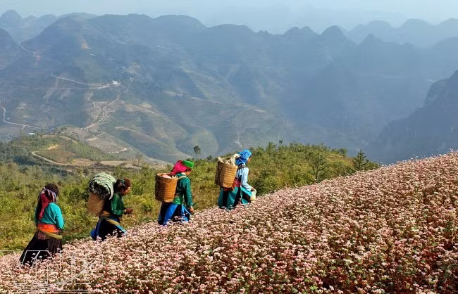 La temporada de floración, que va desde finales de octubre hasta principios de noviembre, crea una vista espectacular en los campos situados en laderas de las montañas. (Fuente: VNA)
