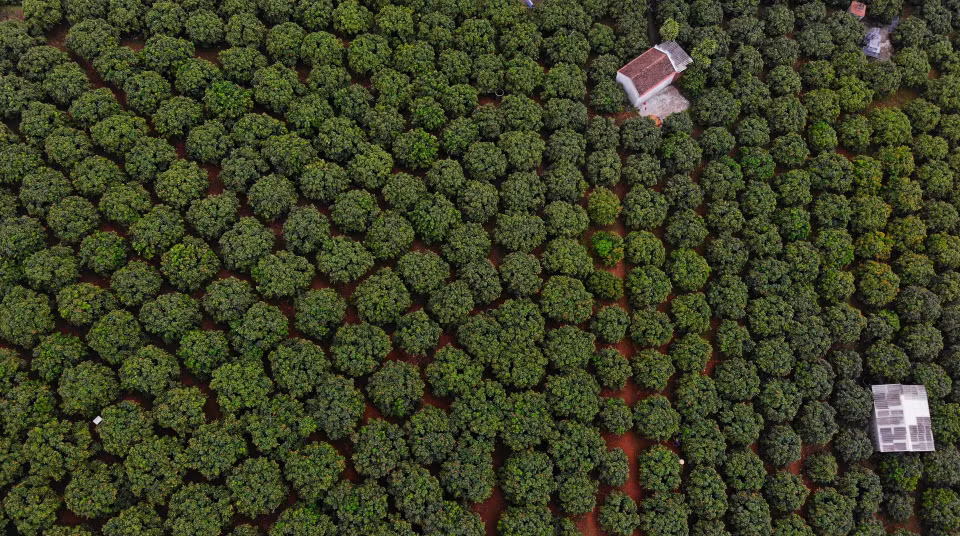 Zona de plantación de lichi de maduración temprana para la exportación a Japón en la comuna de Phuc Hoa, distrito de Tan Yen, provincia de Bac Giang (Foto: VNA)