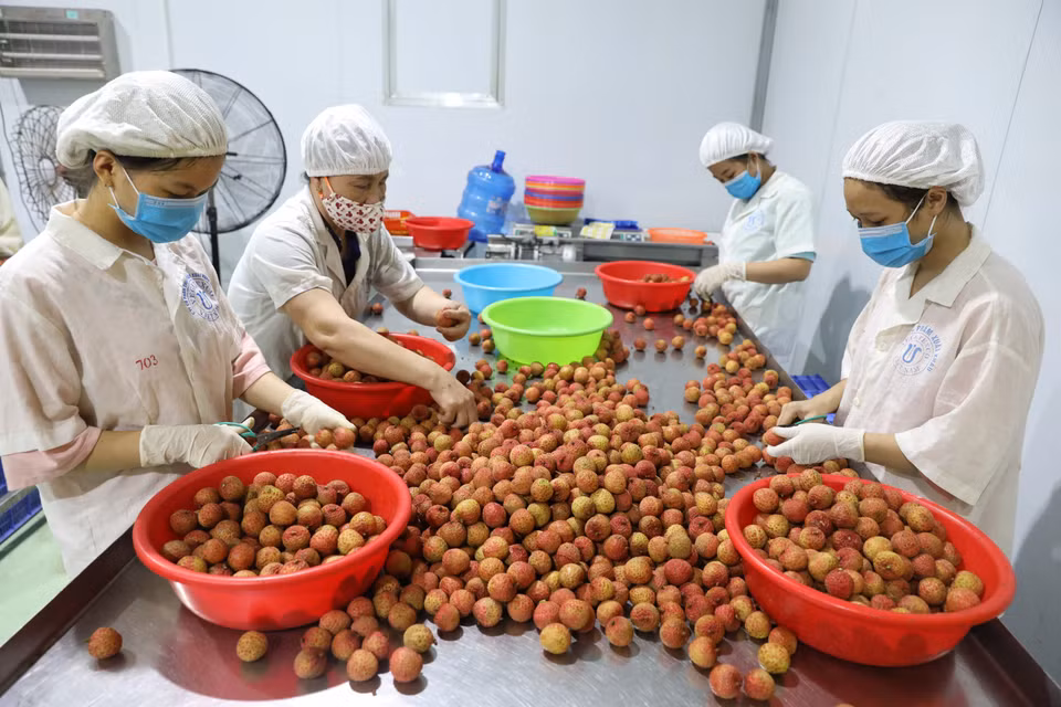 Trabajadores de una empresa en el distrito de Luc Ngan, Bac Giang, seleccionan los lichis de buena calidad (Foto: VNA)