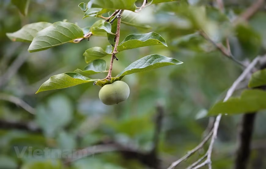 Ubicada en la rica tierra de la zona montañosa, la localidad cuenta con numerosas variedades de frutas de temporada. Con la fuerza de los productos agrícolas, los pobladores Thai en la aldea de Doi cultivan varios tipos de plantas como té, maracuyá, aguacate, calabaza, ciruela, entre otros. Especialmente, la ciruela de Moc Chau es la más conocida por su calidad, gracias a las condiciones del clima aquí.Con el método manual, la productividad del cultivo en la aldea de Doi sigue siendo bastante modesta. Sin embargo, las frutas son apreciadas por su calidad con sabor fresco y que no utilizan sustancias químicas en el proceso de cultivo. (Foto: Mai Mai/Vietnam+)