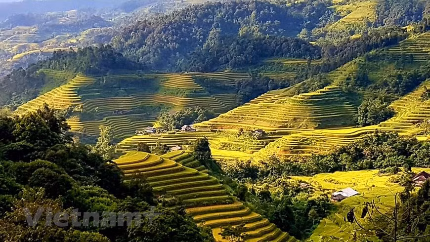 Actualmente, se está llevando a cabo en línea la sexta edición del programa turístico “Recorrer las terrazas de arroz patrimoniales de Hoang Su Phi”, del 4 al 30 de septiembre. Tal cambio de formato del programa es pertinente considerando la actual situación pandémica y la tendencia común de la sociedad moderna. Además de cumplir la meta inherente de promocionar las singularidades culturales y la gente local, el evento facilitará la salida de productos agrícolas típicos, al ofrecerlos en línea, con vistas a lanzarlos oficialmente en plataformas de comercio electrónico y crear una premisa para la digitalización de la economía en el futuro. (Foto: Vietnam+)