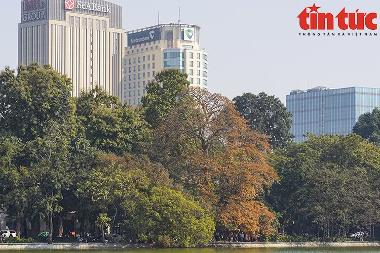 En la esquina del lago, este arbol con hojas que cambian de color atrae a muchos habitantes de Hanoi y visitantes para admirar. (Foto: VNA) 