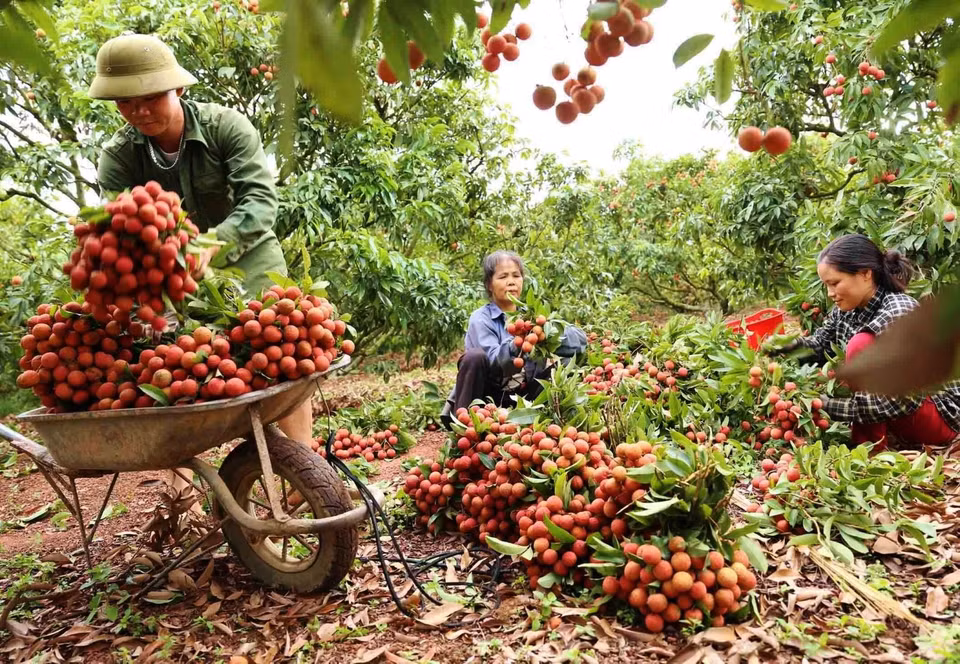 El distrito de Luc Ngan cuenta con más de 217 hectáreas de lichis Thieu para exportación, cultivados bajo los estándares de GlobalGAP, con 18 códigos de área de cultivo otorgados a seis comunas, incluidas Hong Giang, Kien Lao, Tan Son, Giap Son, Tan Moc y Bien Son. (Foto: VNA)