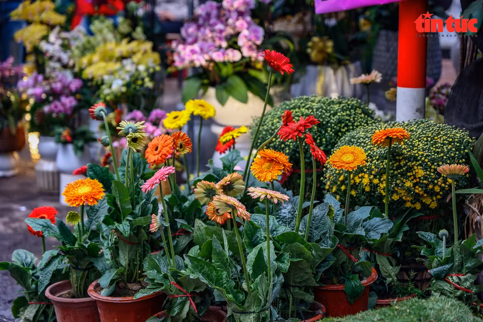 El mercado de flores de Hoang Hoa Tham, también conocido como la calle de los bonsáis, se extiende desde la ladera del mercado de Buoi hasta la calle Hoang Hoa Tham. (Fuente: VNA)
