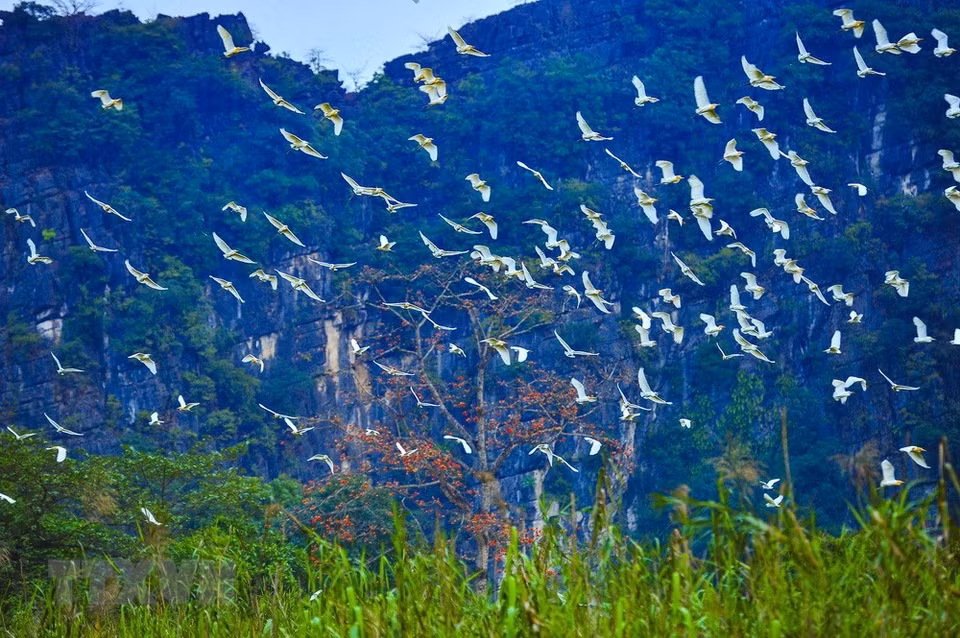 El islote es el hogar de muchas cigüeñas blancas. (Fuente: VNA)