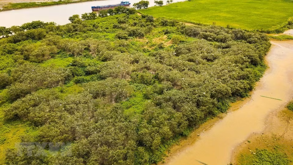 Miles de cigüeñas blancas vuelan desde todas las regiones para vivir y aparearse en un islote en el río Hoang Long, a 20 kilómetros de la ciudad de Ninh Binh, en la homónima provincia.(Fuente: VNA)