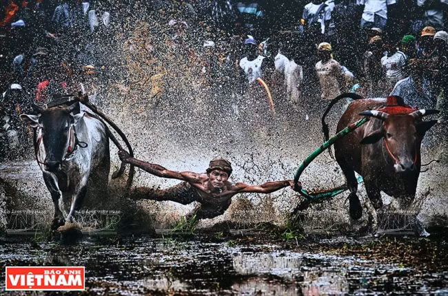 " Carrera de búfalos " de John Hantoro Pudjoko de Indonesia.