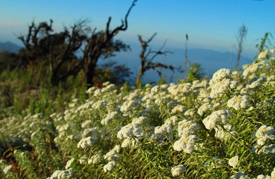 A altitudes de 2600 – 2700 metros se encuentran tapices de flores blancos. (Fuente: VNA)