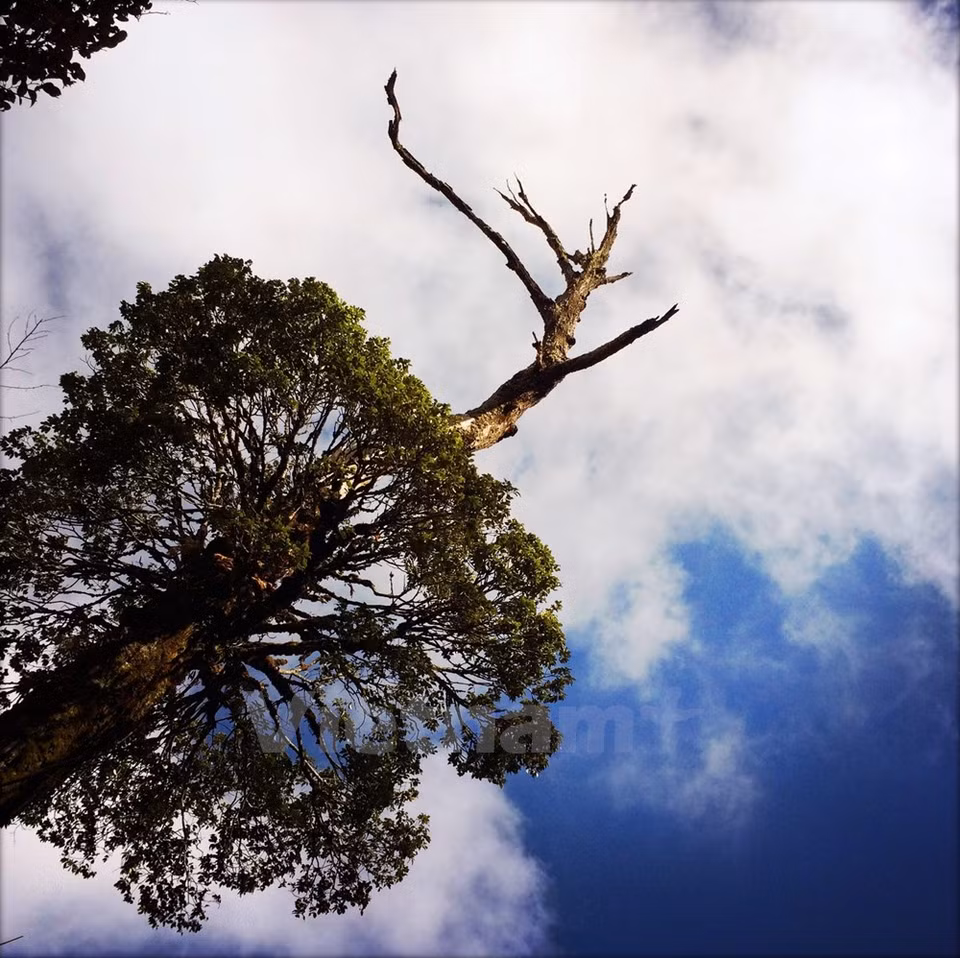 Antiguo árbol y nubes en Lao Than. (Fuente: VNA)