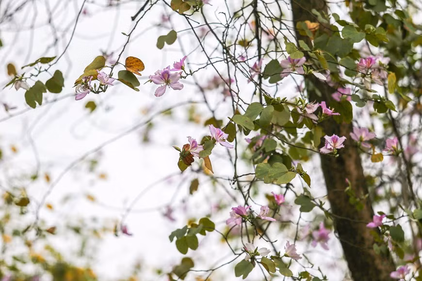 Las flores de bauhinia (Foto: Vietnamplus)