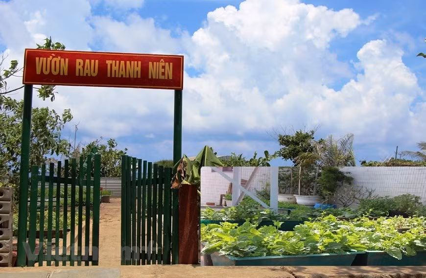 Una huera en la isla de An Bang. El año pasado se cosecharon más de seis toneladas de verduras aquí. (Fuente: VietnamPlus)