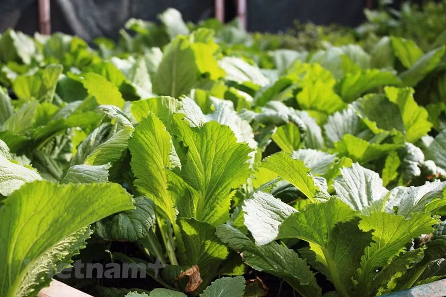 Por eso, es impresionante que aquí se produce una gran cantidad de verduras. (Fuente: VietnamPlus)