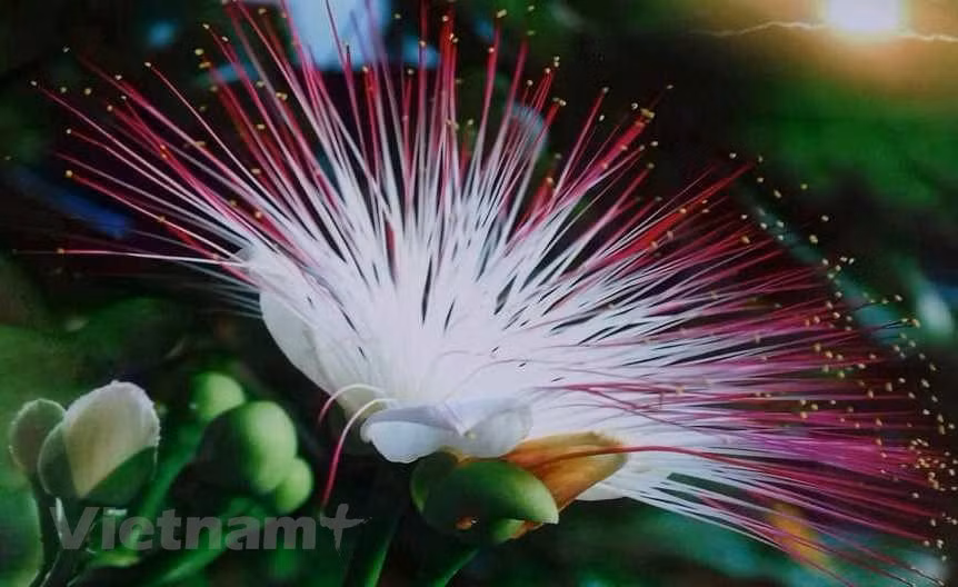 Una flor de Barringtonia asiatica, la “reina de belleza” de Truong Sa. (Fuente: VietnamPlus)
