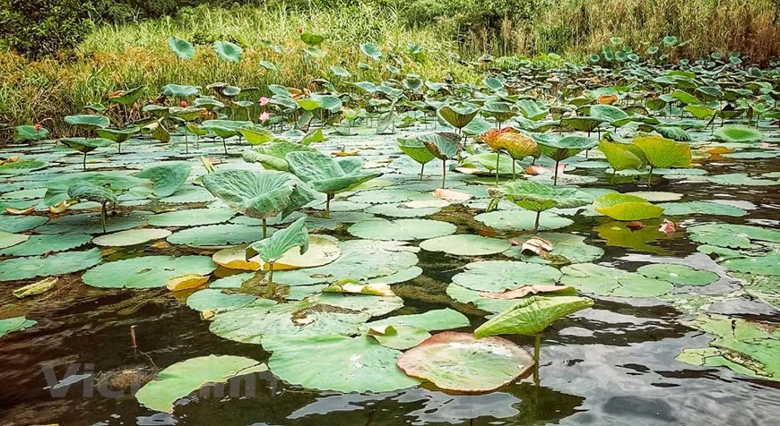 El tiempo de la flor de loto (Foto: Vietnamplus)