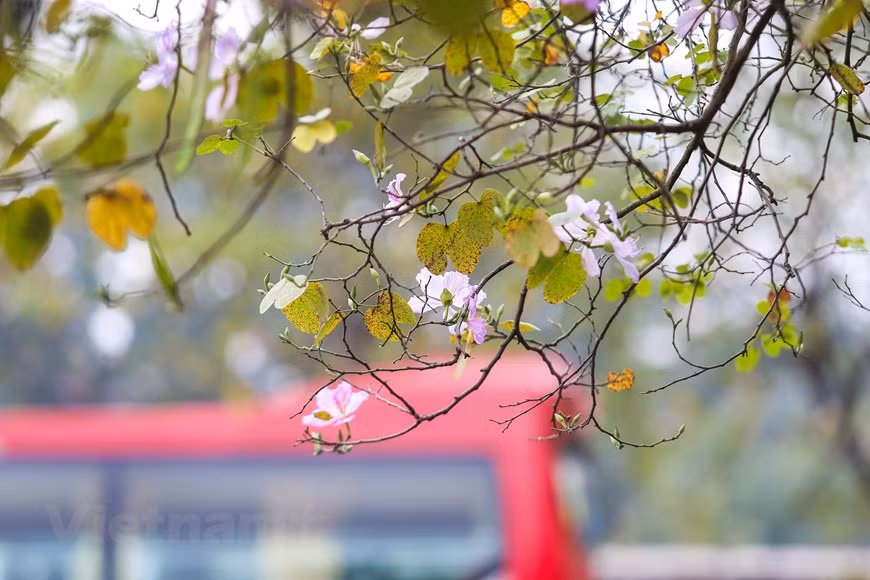 Para la población de esa zona, las flores de bauhinia simbolizan la fidelidad y la belleza de las chicas (Foto: Vietnamplus)