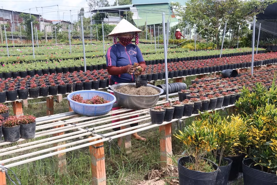 En la aldea de flores de Sa Dec, en la provincia sureña de Dong Thap (Fuente: VNA)