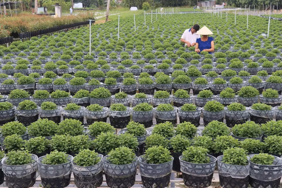 En la aldea de flores de Sa Dec, en la provincia sureña de Dong Thap (Fuente: VNA)