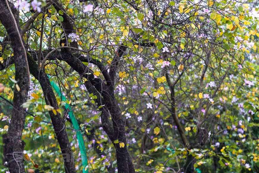 Las flores de bauhinia suelen florecer en los meses de marzo (Foto: Vietnamplus)