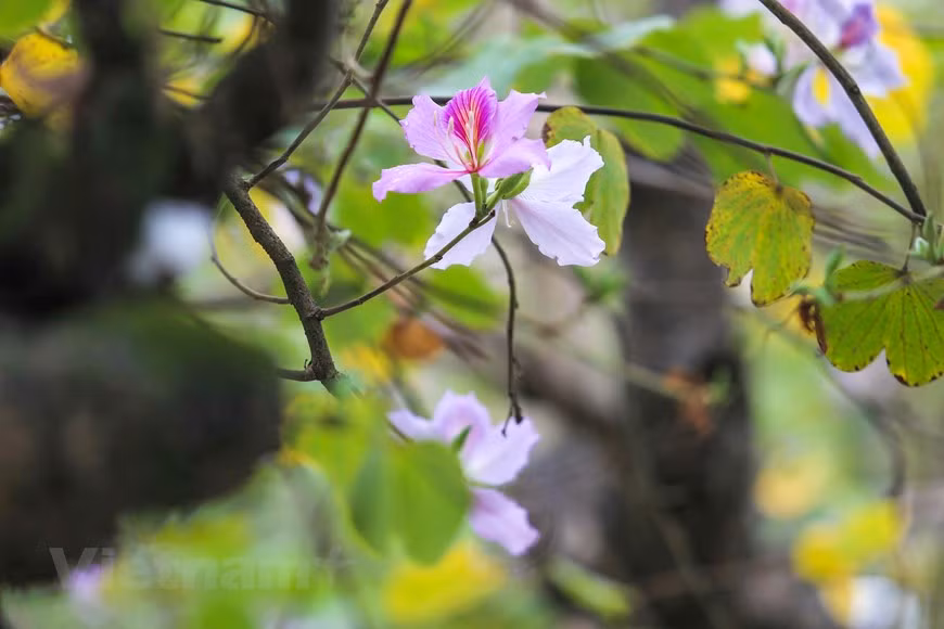 Las flores de bauhinia (Foto: Vietnamplus)