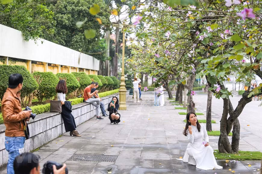 Los jóvenes se posan con las flores de bauhinia (Foto: Vietnamplus)