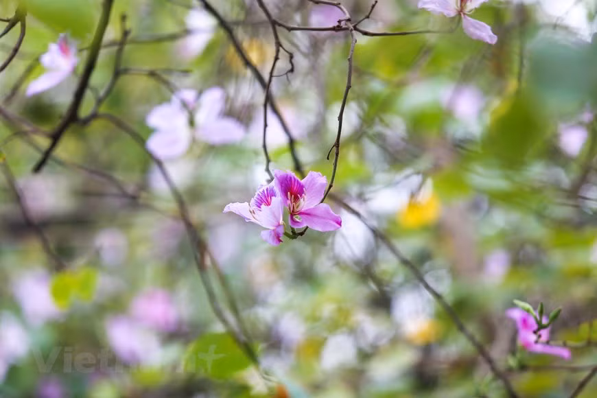 Las flores de bauhinia embellecen el alma y dan color a la ciudad de Hanoi (Foto: Vietnampluls)