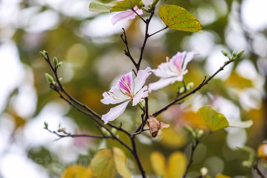 Las flores de bauhinia (Foto: Vietnamplus)
