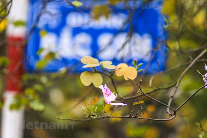 Las flores de bauhinia florecen en marzo y marchitan se marchitan en mayo (Foto: VNA)