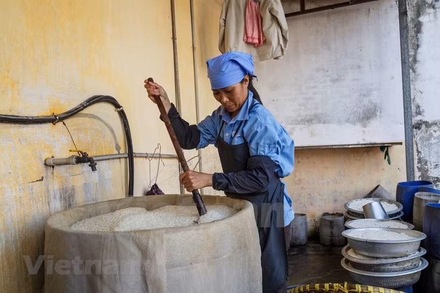 Primero, se pone a reposar el arroz en agua para hervirlo. Luego, lo esparce en una bandeja de bambú, y lo cubre con las hojas del longan o boniato (Foto: VNA)