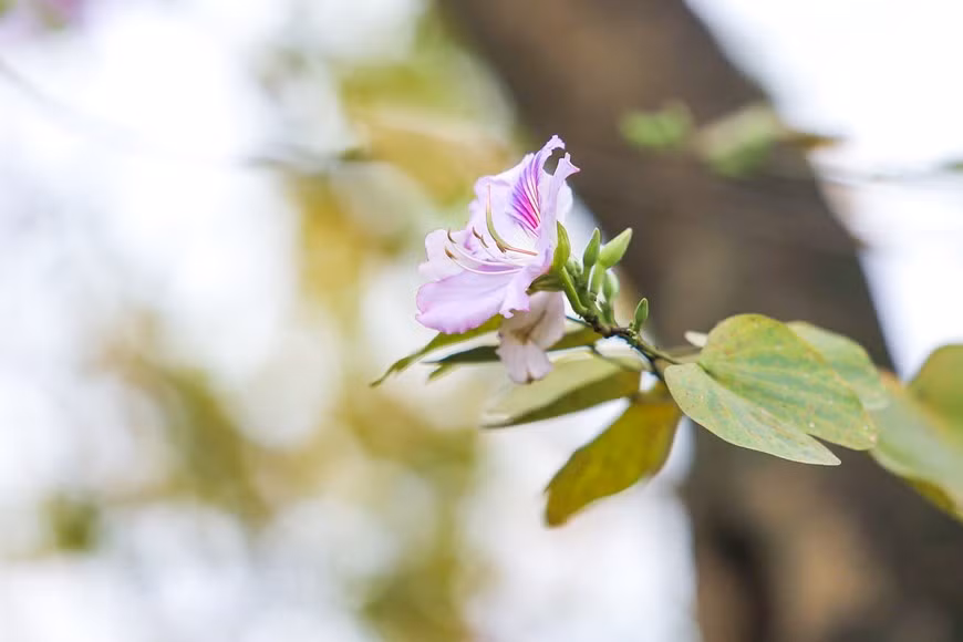 Las flores de bauhinia (Foto: Vietnamplus)