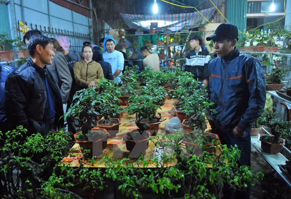 Visitantes eligen árboles en el mercado Vieng (Fuente: VNA)