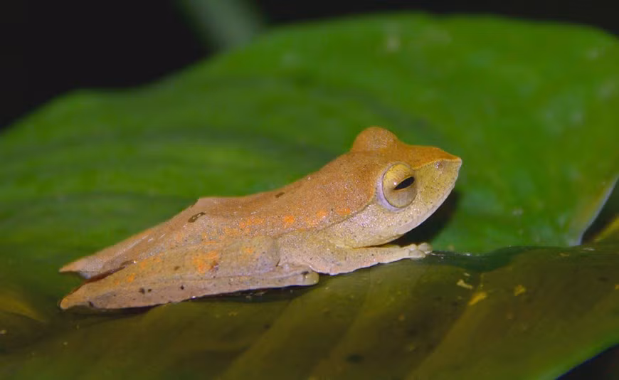 Una rana Robertinger, conocida científicamente como Rhacophorus robertingeri. (Foto: VNA)