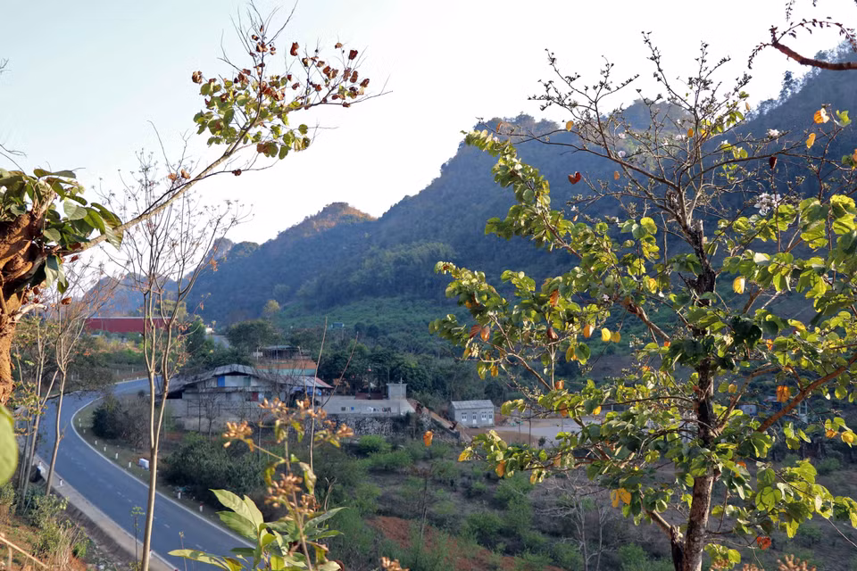 Las flores de bauhinia en la carretera número 6, en la provincia de Son La (Fuente: VNA)