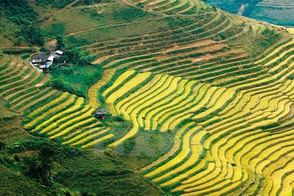 La belleza de las terrazas de arroz en Ha Giang (Fuente: VNA)