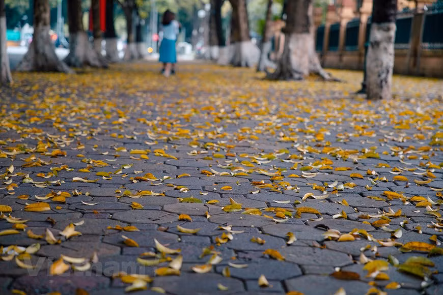 Con aceras largas y tres filas de árboles antiguos de Sau, Phan Dinh Phung es conocida como una de las calles más hermosas de la capital vietnamita. Durante los días de mayo, se vuelve más poética si cabe cuando cientos de árboles pierden sus hojas. Son plantas exóticas cuyas hojas no se caen en otoño, sino al inicio del verano. A lo largo de los años, los lugareños se van acercando y familiarizando gradualmente con estos árboles. Al llevar una vida agitada en calles polvorientas, las hileras de árboles de Sau hacen que la gente se sienta cómoda y tranquila. Los hanoyenses tienen muchos recuerdos entrelazados con estos árboles. (Foto: Vietnam+)