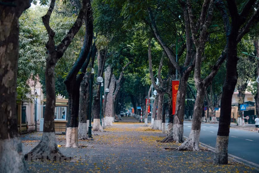 A principios de verano, muchas calles de Hanoi parecen haber cambiado su apariencia con alfombras amarillas de hojas que cayeron de los árboles de “Sau” (dracontomelon duperreanum). Se trata de una planta leñosa perenne, con algunos árboles que viven hasta mil años. El dracontomelon tiene una altura media de 25 a 30 metros. El diámetro del tronco, dependiendo del cuidado y la edad del árbol, puede oscilar de 0,8 a un metro. Por su amplio dosel, el Sau a menudo se planta en las aceras de las calles o a lo largo de las carreteras y parques, para dar sombra. En Hanoi, el dracontomelon se encuentra principalmente en las calles de Tran Phu, Phan Dinh Phung, Dien Bien Phu y Hoang Dieu. (Foto: Vietnam+)