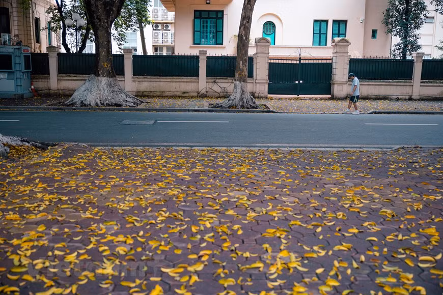 A lo largo de la calle Phan Dinh Phung, las líneas de árboles Sau brindan una sombra fresca de la luz del sol del verano. Las hojas cambiantes señalan el comienzo del verano. El dracontomelon tiene muchos usos, por lo que su cultivo es popular entre los vietnamitas. Estos árboles se plantan para obtener madera y frutos. Durante su estación, Sau también puede transformarse fácilmente en el aperitivo favorito de los jóvenes y turistas tras una sencilla elaboración. Solo al rascar la cáscara y encurtir la fruta con azúcar, sal y chile en polvo, el sabor ácido del Dracontomelon cambia a uno más dulce, mientras se mantiene tanto lo crujiente como su aroma. (Foto: Vietnam+)