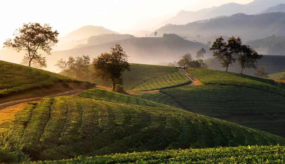 Alrededor de las 6:30 horas, el sol cruzó la cima de la montaña y esparció su brillante luz dorada de finales de otoño sobre las colinas de té de Long Coc. (Foto: VNA)