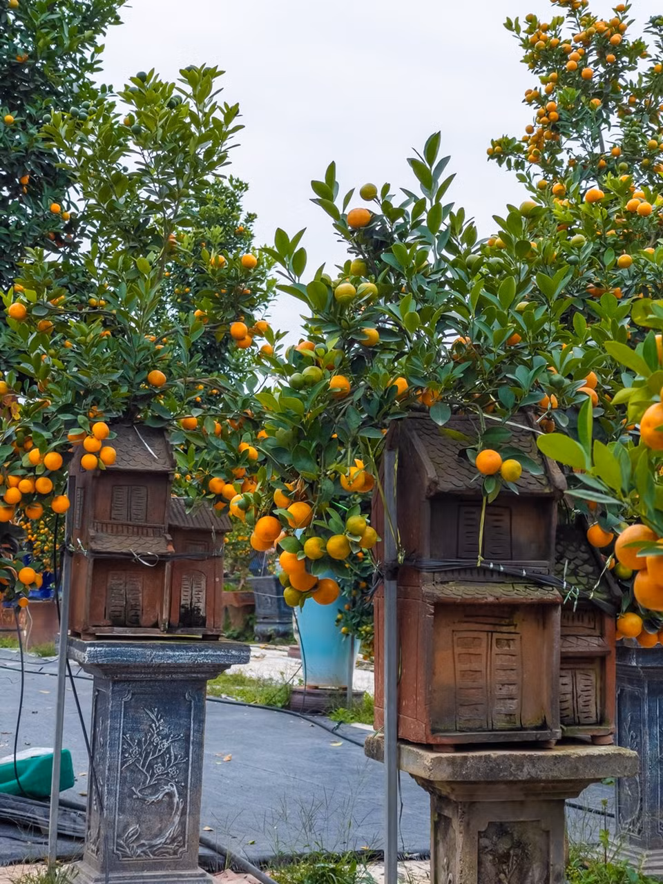 Para obtener un bonsái de kumquat, los propietarios dedican mucho esfuerzo e ideas desde el comienzo de la siembra. Se cree que en el Tet, si no hay kumquat o flores de melocotón, no hay ambiente del Año Nuevo Lunar. El Tet (Año Nuevo Lunar) es una gran festividad de la nación vietnamita y también una fiesta esperada para las reuniones familiares, cuando los abuelos, hijos y nietos se sientan a compartir momentos alegres alrededor de la bandeja de comida típica. Durante generaciones, el pueblo vietnamita ha otorgado gran importancia a esta tradición, al considerar a la familia como un hogar y una cuna para nutrir a las personas desde la niñez hasta la edad adulta (Fuente: Vietnam+)