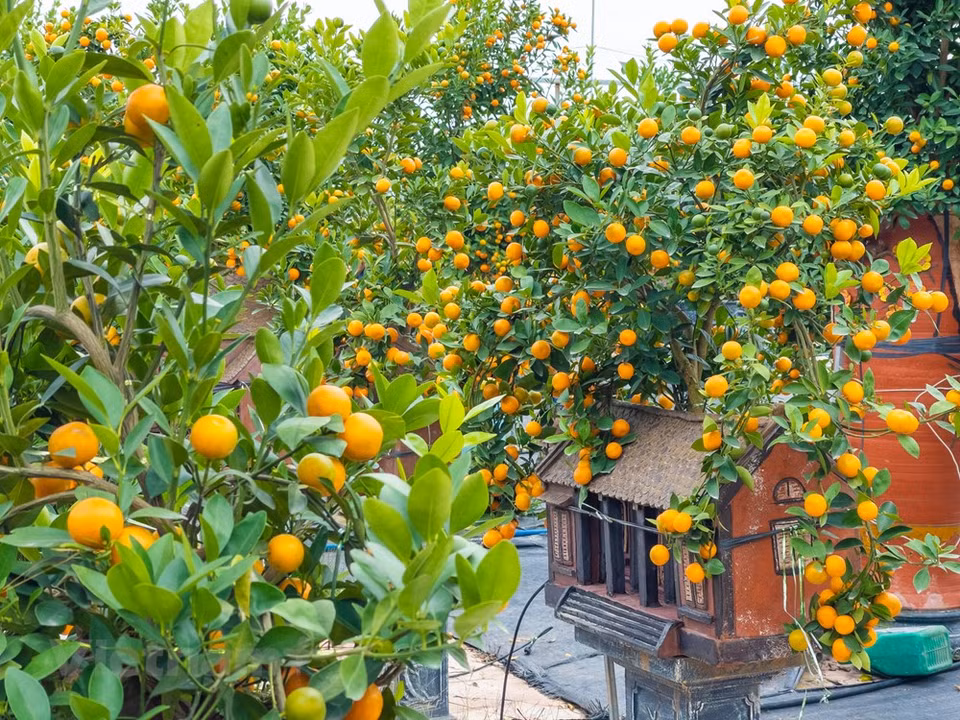 Los cultivadores en la aldea de flores Nhat Tan y los jardineros de kumquat en la aldea de Tu Lien en el distrito de Tay Ho, en Hanoi, están ocupados preparando miles de plantas de melocotón y macetas de kumquat con el propósito de satisfacer la demanda en el mercado para la celebración del Año Nuevo Lunar (Tet). En estos días en la aldea de Nhat Tan, se siente el ambiente de trabajo entusiasta de los productores de duraznos en el clima frío, lo cual nos recuerda la cercanía de la primavera. Además de Hanoi, los jardineros en otras provincias y ciudades aceleran las ventas de flores de melocotón y kumquat (Fuente: Vietnam+)